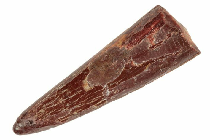 Fossil Pterosaur (Siroccopteryx) Tooth - Morocco #186161